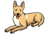 Chien de Caroline Hund