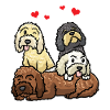 Cockapoo Chien Cockerpoo