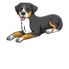 Grosser Schweizer Sennenhund Hund