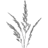 Graminées
