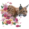 Luchs