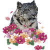 Snow leopard
