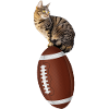 American Football Cat
