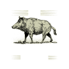 chasse sanglier humour chasseur