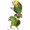Parrots