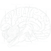 L’anatomie du cerveau humain