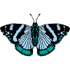 Papillon papillon