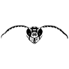 Frelon / Frelon Drone / Insecte