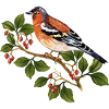 Oiseau