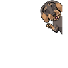Rough-haired Dachshund Dog