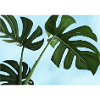 Monstera plant