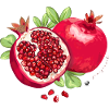 Pomegranate, Leaves & Pomegranate Seeds Illustration