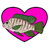 Barsch Herz Liebe Fischen
