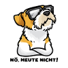 Sturer Kromfohrländer Hund lustig