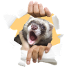 A ferret at home