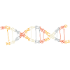DNA Bicycle