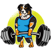 Miniature American Shepherd Weightlifting