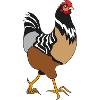 Huhn