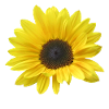 Solsikke, Solsikke, Blomst, Blomst, Blomster