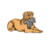 Bordeauxdogge