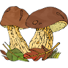 Mycètes