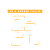 Anatomie d’un Border Collie