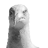 Gull