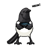 Magpie Bird Bird Lovers