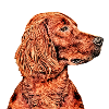 Setter irlandais