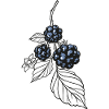 Brombeeren Herbst Sticker