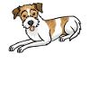 Chien Kromfohrländer