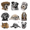 Dog Chien Hund Dogs Chiens Hunde