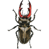 Hirschkäfer