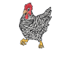 Kawaii Chicken - Amrock Chicken