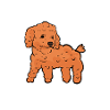 Poodle