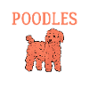 Poodle