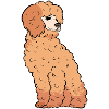 Poodle
