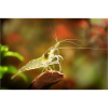 neocaridina dværg rejer i akvariet, aquascaping