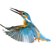 Polyart Eisvogel
