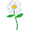 Gänseblümchenblüte