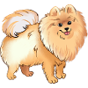 Pomeranian