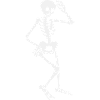 Skeleton - Human Human Biology