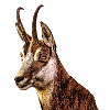 Chamois
