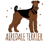 Airedale Terrier Chiens Airedale Terrier