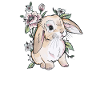 Holland lop