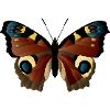 Peacock butterfly by Miria
