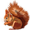 Squirrel