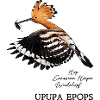 Hoopoe