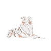Australian Shepherd