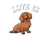 Dachshund